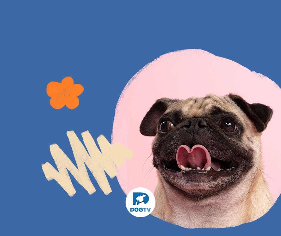 Imagem de um cachorro da raça Pug com a lingua de fora. Ao lado o logo da DogTv