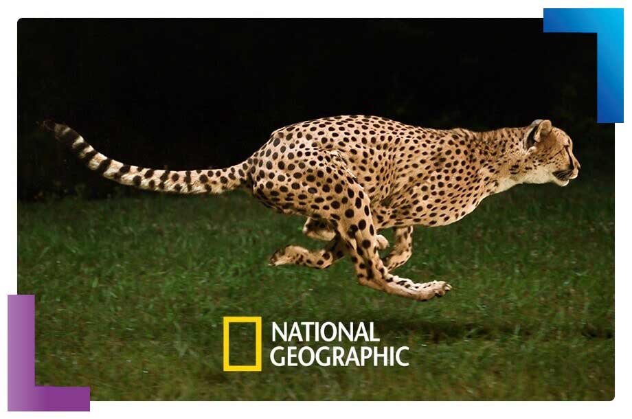 Imagem de um leopardo correndo. Lê-se: "National Geographic".