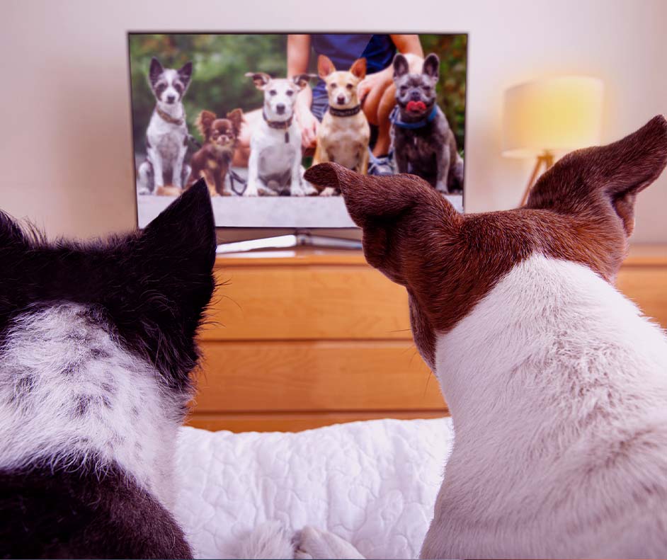 Dois cachorros sentados no sofá enquanto assistem a DogTV, TV para cachorro